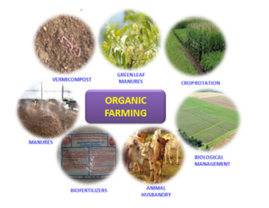 How to Start Organic Farming-15 Essential Steps