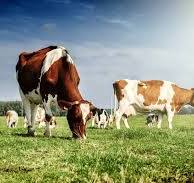 Organic livestock farming. Credit image istock photo