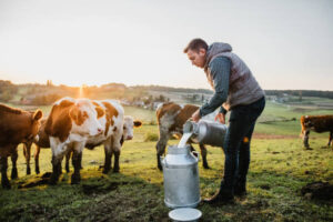 Male farmer pouring raw milk into container with cows in background. Credit image istock photo