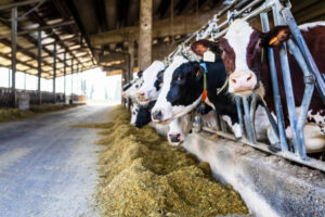 Farm cows indoor in the shed. Credit image istock photo